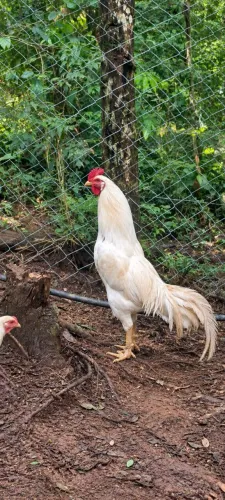 Galo índio branco