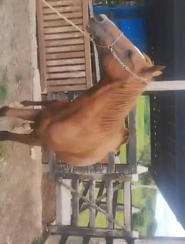 Égua a venda 