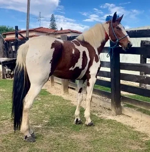Égua American Trotter Argentina