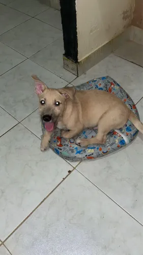 Cachorro filhote(adoção)