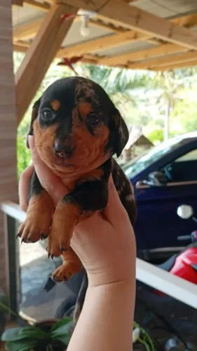 Cachorrinhos cofap mini salsichinhas disponíveis machos e fêmeas