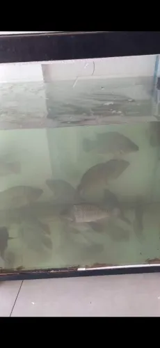 AQUÁRIO 