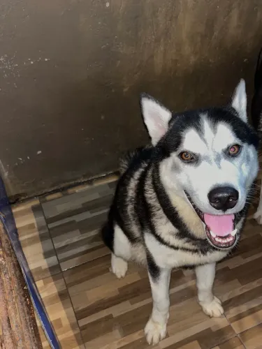 Husky Siberiano - 1 ano e 5 meses - Macho 