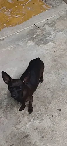 Vendo