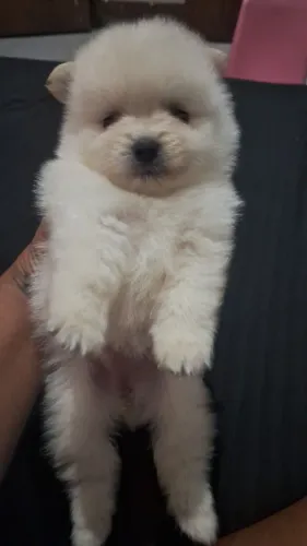Spitz Alemão  (Lulu)