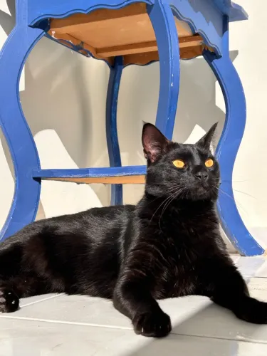 Doação gato