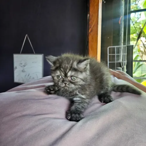 Belíssimo Gatinhos British Short-hair últimos machos top .Pedigree e exames fiv e felv ...