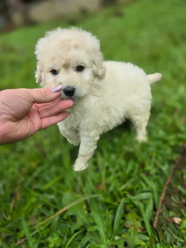 Poodle machinho