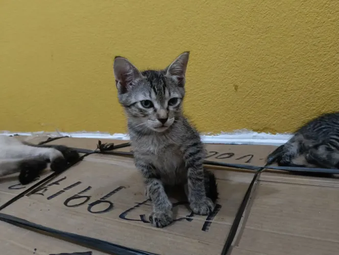 Doação de Gato