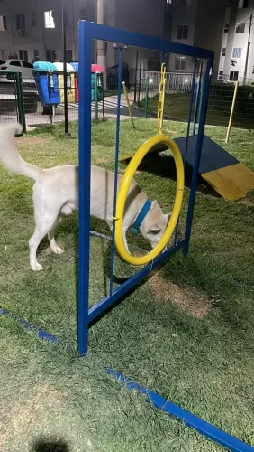 Doação Husky