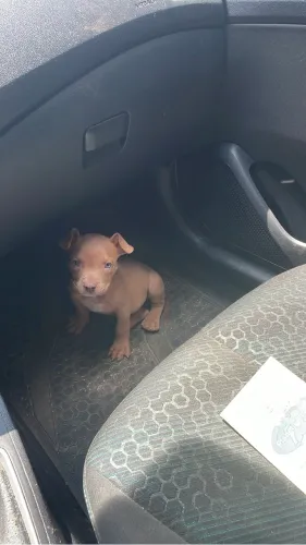 Pitmonster fêmea de ótima linhagem a venda