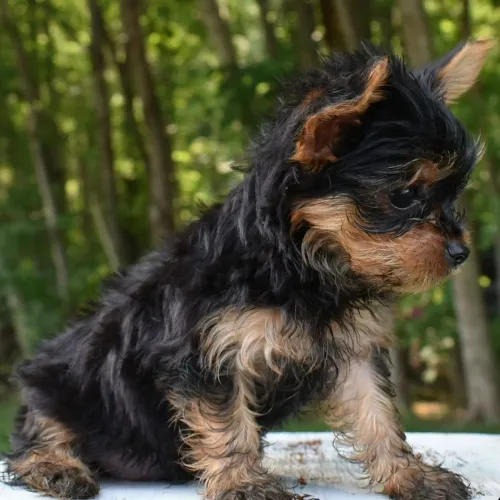 Yorkshire Terrier/ Latidinho carinhoso!