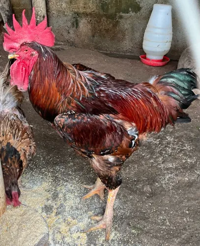 Galo e galinha Gsb sertanejo balão casal