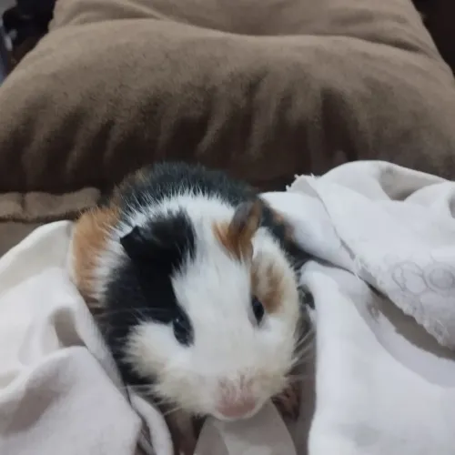 Porquinho da inda