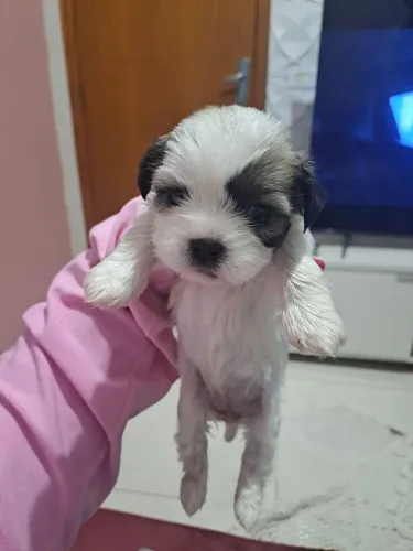 Vendo filhote de shitzu