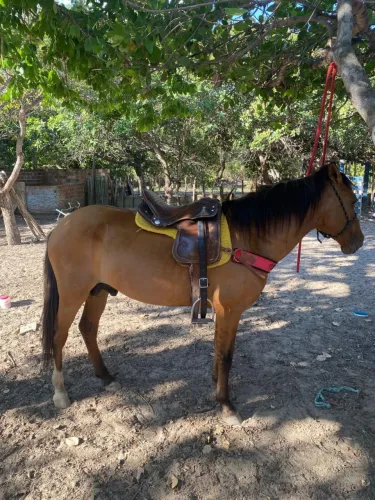 Vendo cavalo de campo