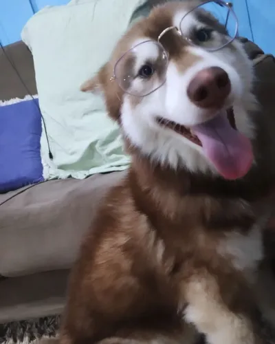 Husky siberiano fêmea 