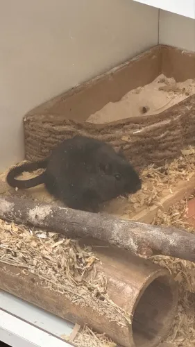 Gerbil - Esquilo da Mongólia