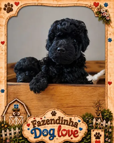 Poodles