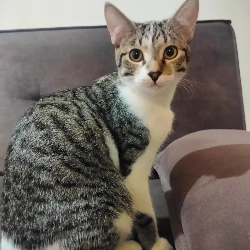 Gatinha para Doação 