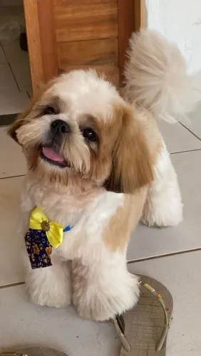 Shihtzu para cruzar 