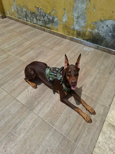 Doberman macho