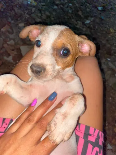 Doa-se filhotes de cachorro