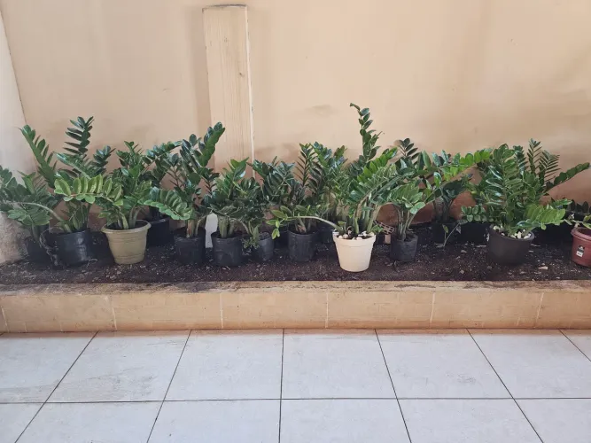 Vende-se mudas de zamioculca. 