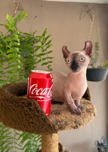 Filhote Sphynx Dwelf Mine 