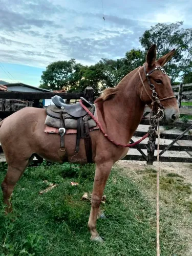 Burro e mula