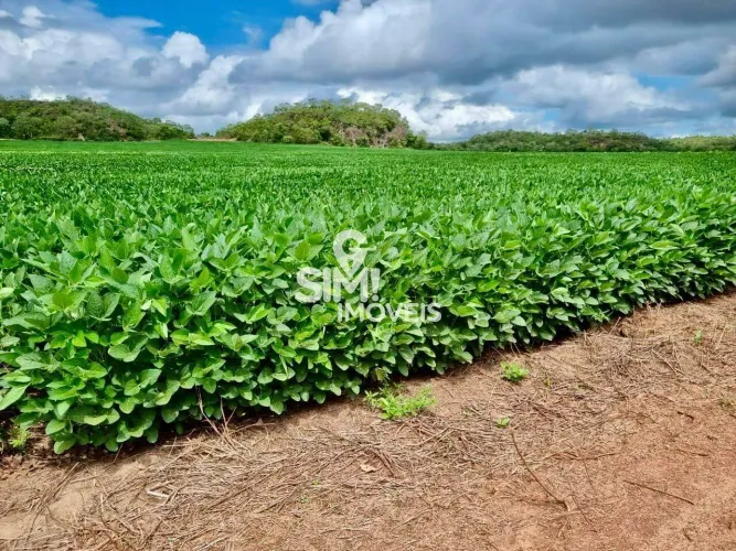 FAZENDA PLANTANDO SOJA NA REGIÃO DE PEDRO AFONSO-TO