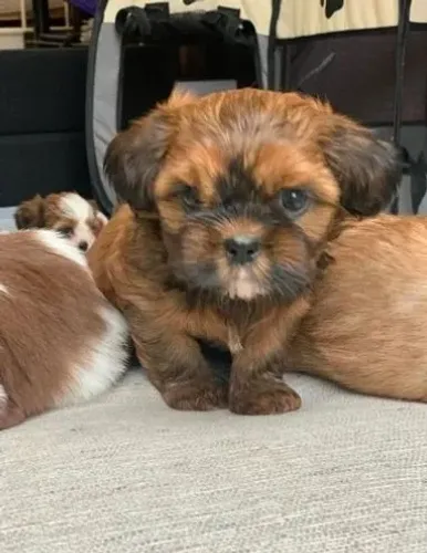 Lhasa Apso Mini Macho de Temperamento Tranquilo e Amável