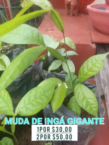 Mudas de ingá gigante