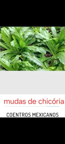 Mudas de chicória 