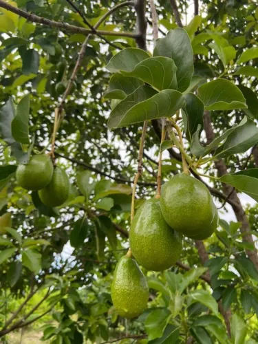 Frutifera Mudas de Abacate Manteiga