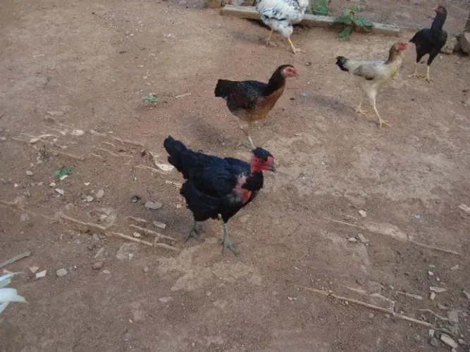 Galinhas caipira abatidas