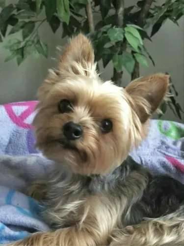 Filhotes Yorkshire Terrier douradinho
