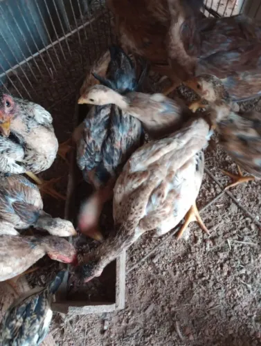 Lote de 10 franguinhos !!?