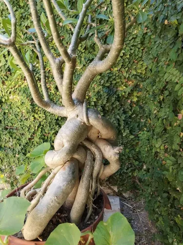 Vendo Rosas do Deserto 