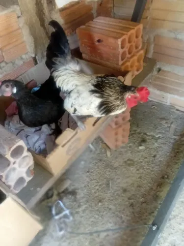 Vendo lindo casal de garnizer adultos 50 reais 