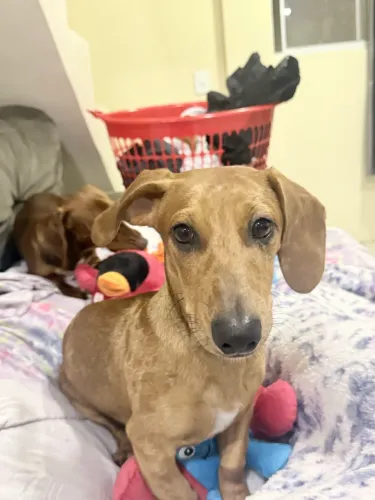 Cachorro salsicha mofado cinco meses macho