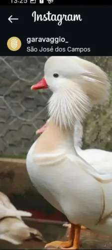 Marreco Mandarim Branco 