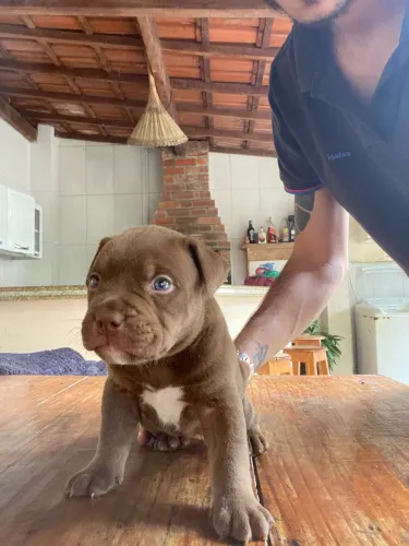 Filhotes American bully X pitmonster 