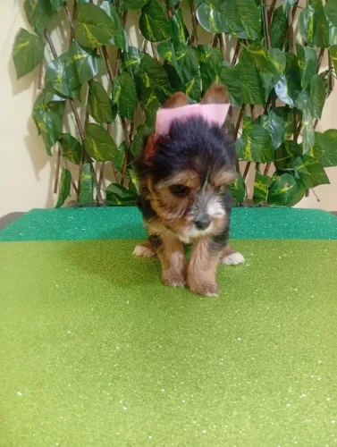Yorkshire Terrier Fêmea Muito Carinhosa