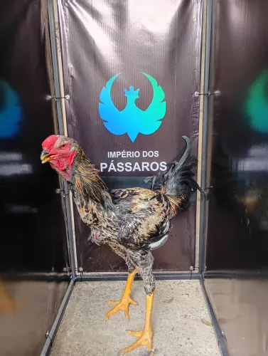 Índio gigante