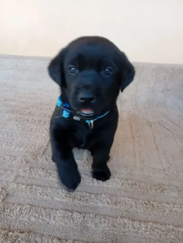 Labrador Retriver - Seu cão Fiel