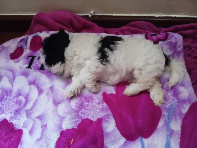 Filhote Cachorrinha Lhasa fêmea 