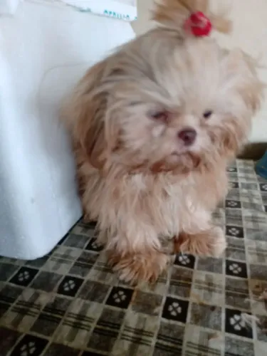 Shih Tzu com 5 meses porte bem pequeno