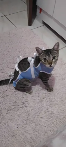 Gata castrada doação - 7meses