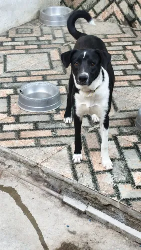 Cachorro para adoção.